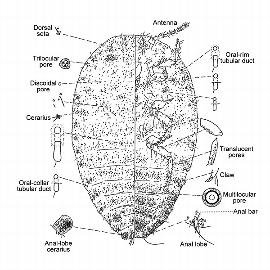   Delottococcus aberiae  
 Illustration by Miller amp; Giliomee 